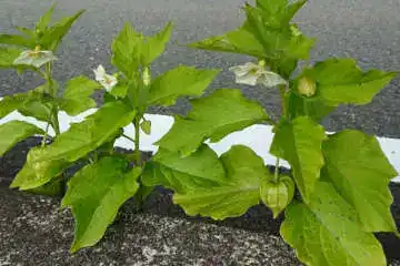 ホオズキ