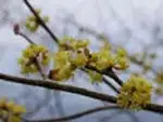 アブラチャン