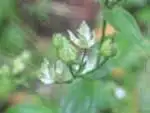 アケボノソウ