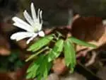 アズマイチゲ