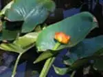 ベニコウホネ