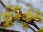 ダンコウバイ