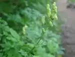 エゾノレイジンソウ