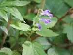 エゾタツナミソウ