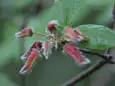 ゴヨウザンヨウラク