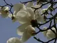 ハクモクレン