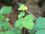 ヒメヘビイチゴ