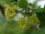 ヒロハヘビノボラズ