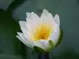 ヒツジグサ