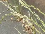 ホソムギ