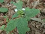 イヌトウバナ
