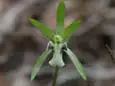 イチヨウラン