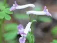 ジロボウエンゴサク