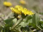 カントウタンポポ