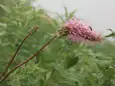 カライトソウ