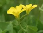 カタバミ