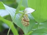 キバナノアツモリソウ