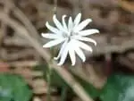 キッコウハグマ