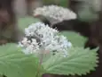 コアジサイ