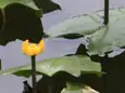コウホネ