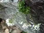 クモマナズナ