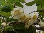 キウイフルーツ