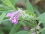 ママコナ