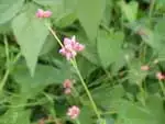 ママコノシリヌグイ