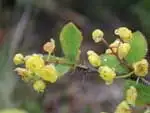 マルバヘビノボラズ