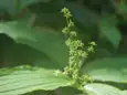 ミドリユキザサ