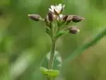 ミミナグサ