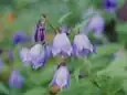 ミヤマシャジン