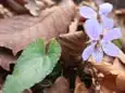 ナガバノスミレサイシン