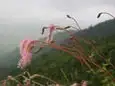 ナンブトウウチソウ