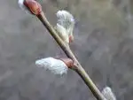 ネコヤナギ