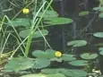 ネムロコウホネ