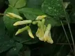 ノササゲ
