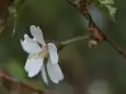 オクチョウジザクラ