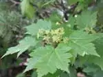 オオバミネカエデ