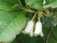 オオバツツジ