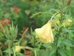 オオマツヨイグサ