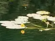 オゼコウホネ