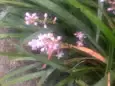 リュウノヒゲ