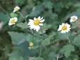 リュウノウギク