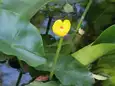 サイジョウコウホネ