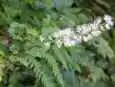 サラシナショウマ