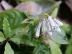 サツマイナモリ