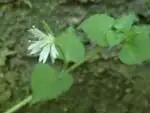 サワハコベ