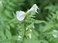 セリバシオガマ