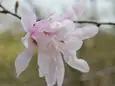 シデコブシ